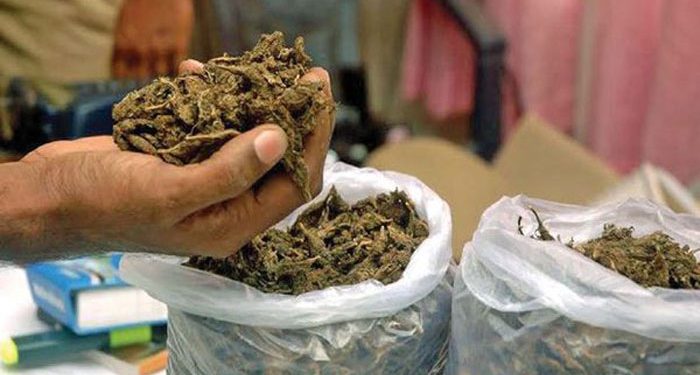 चन्द्रागिरिबाट तीन केजी गाँजासहित एक जना पक्राउ